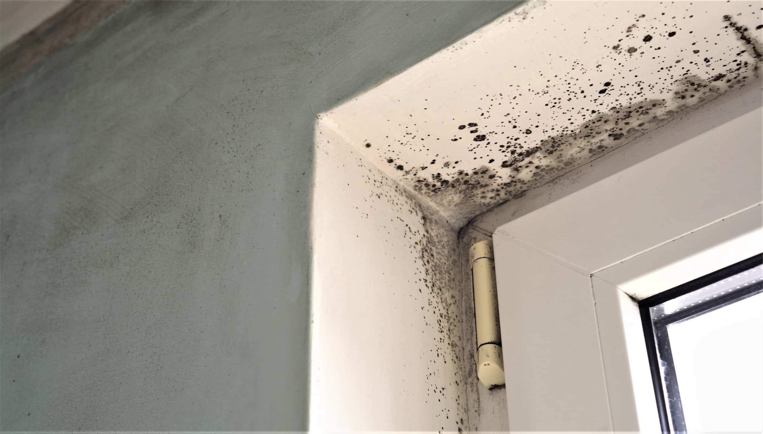 Mold Remediation Services in Ft. Lauderdale, FL